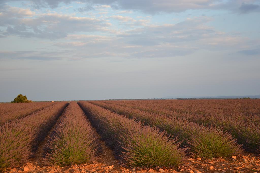 Bed and Breakfast Les Terrasses De Valensole Esterno foto