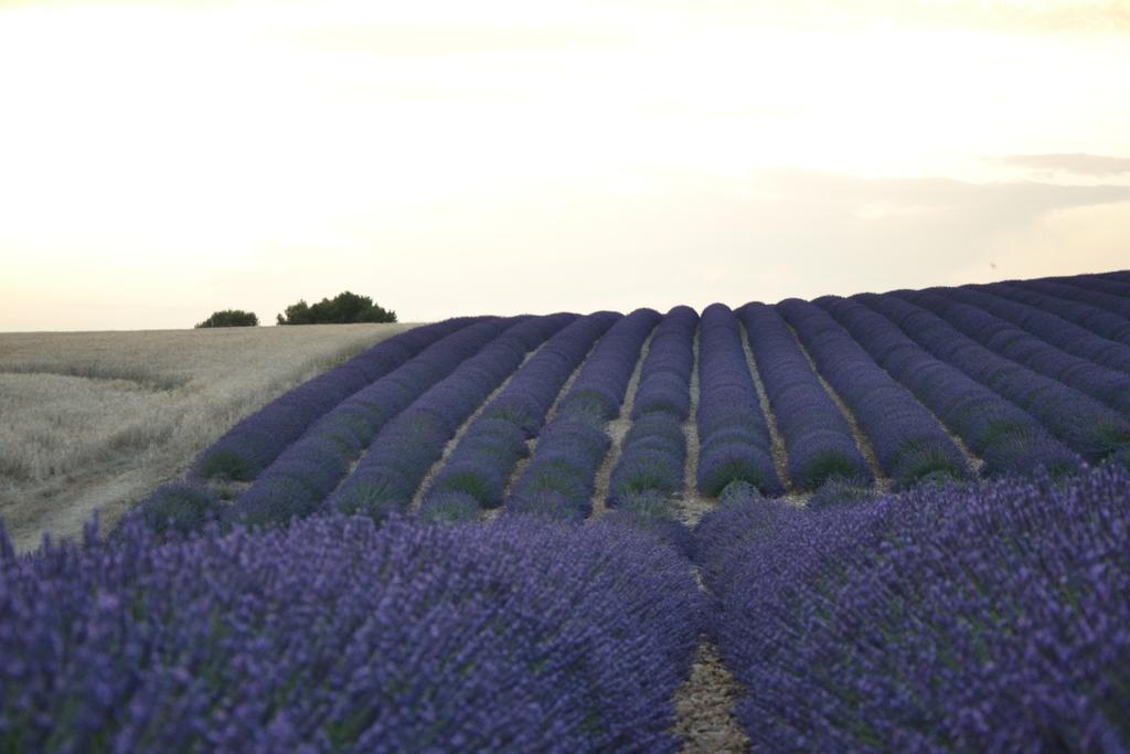 Bed and Breakfast Les Terrasses De Valensole Esterno foto