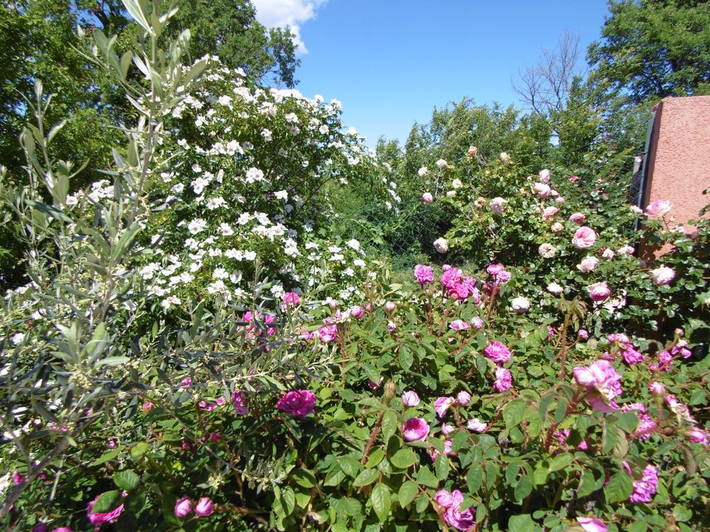 Bed and Breakfast Les Terrasses De Valensole Esterno foto